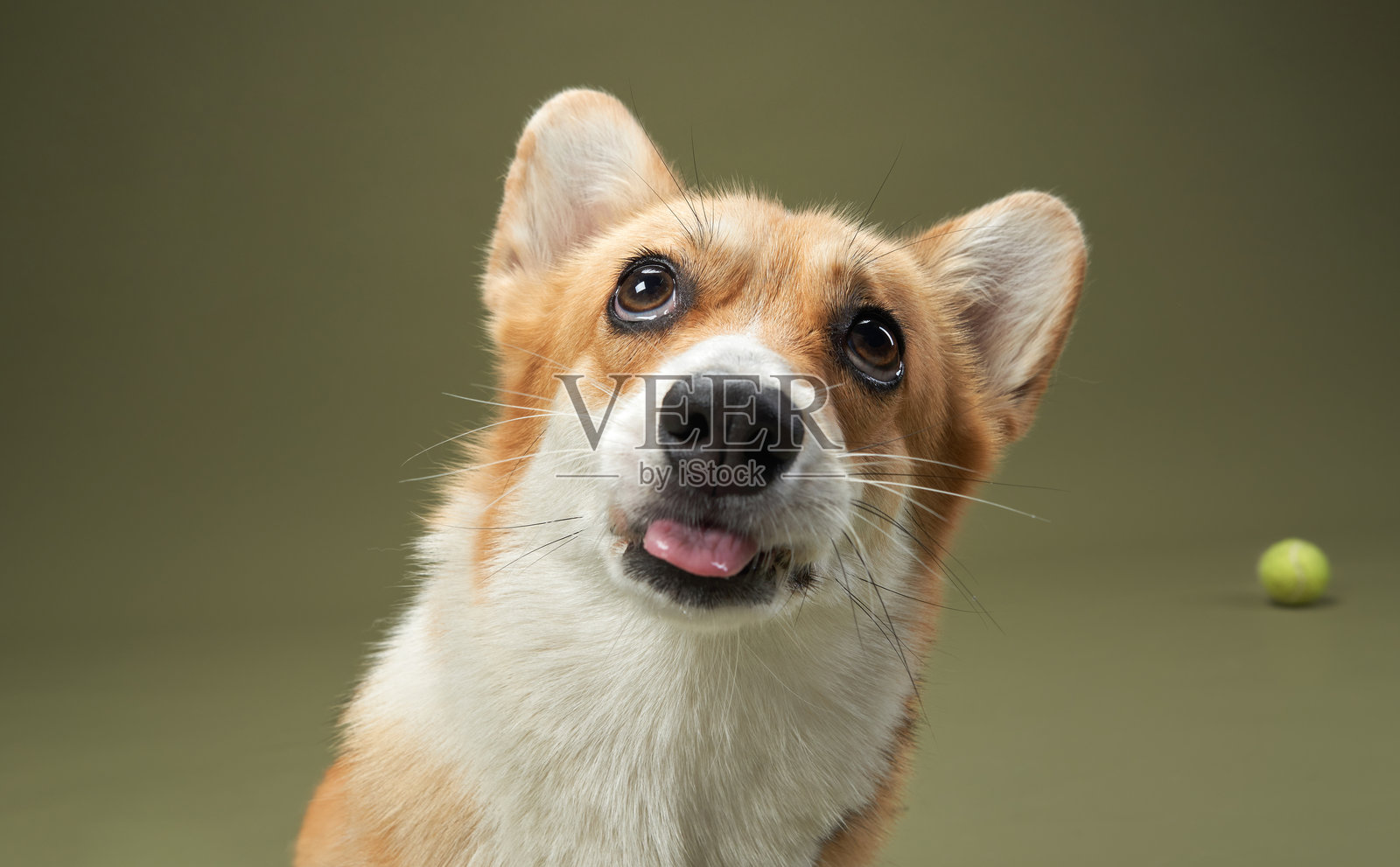 彭布罗克威尔士柯基犬在接球照片摄影图片