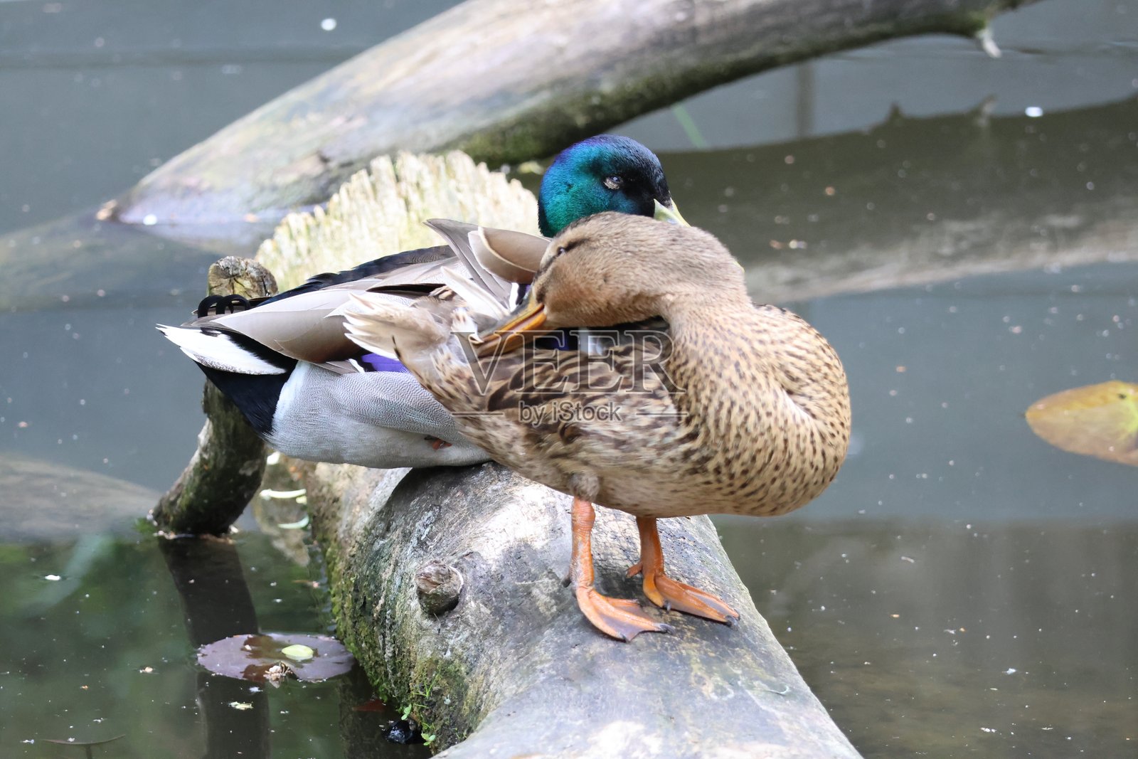 鸭子在岩石上放松照片摄影图片