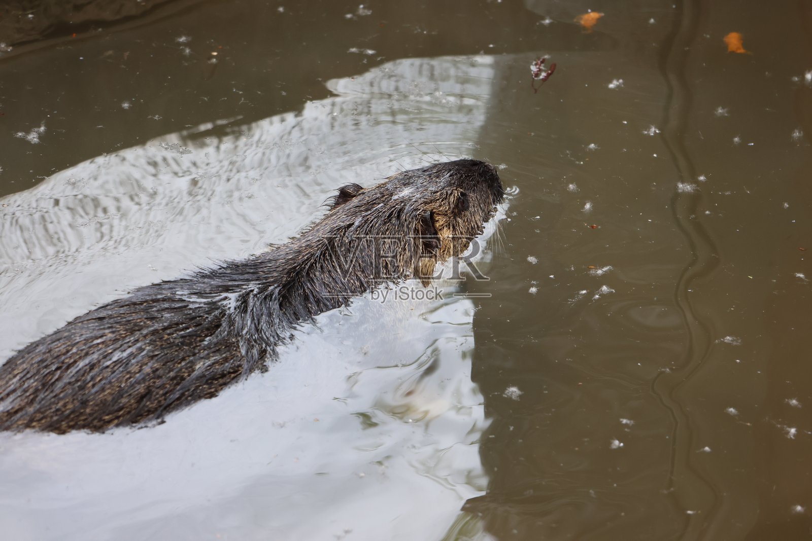 游泳的海狸照片摄影图片