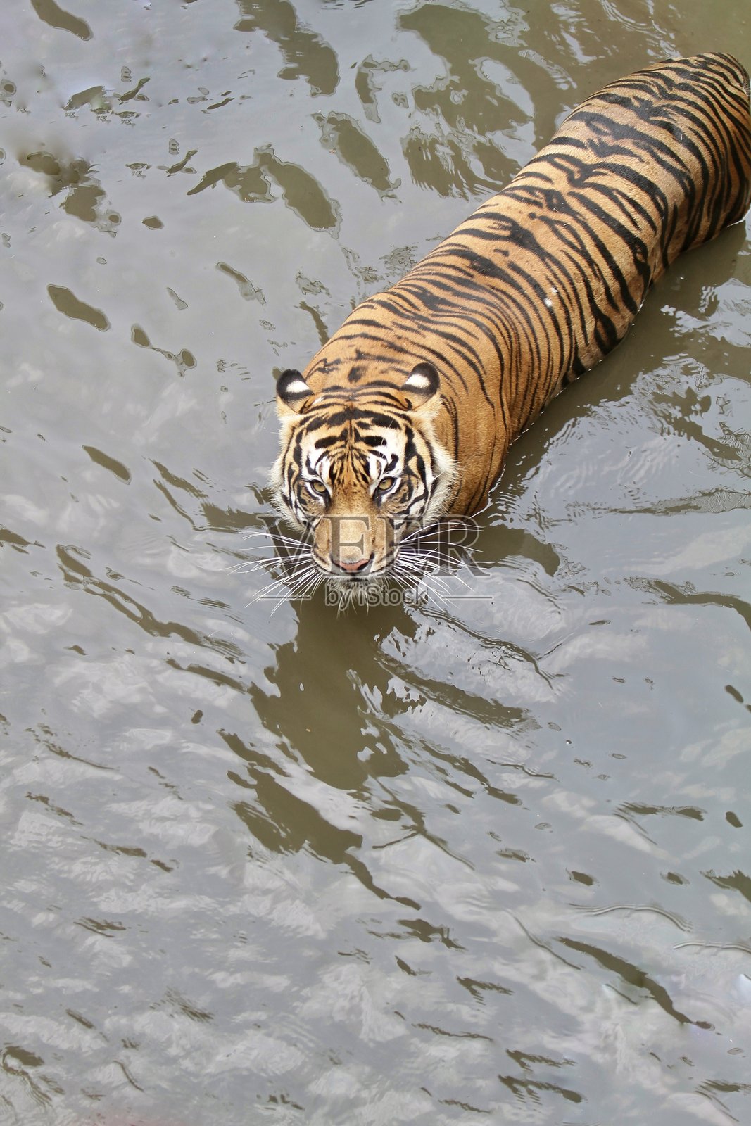 苏门答腊虎照片摄影图片