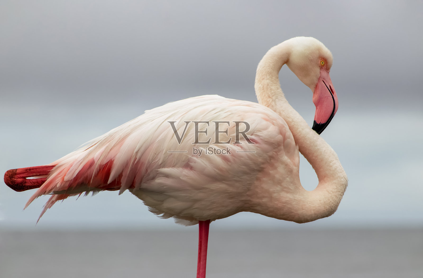 野生非洲鸟。阳光明媚的日子里，蓝色泻湖上的粉色非洲火烈鸟。照片摄影图片