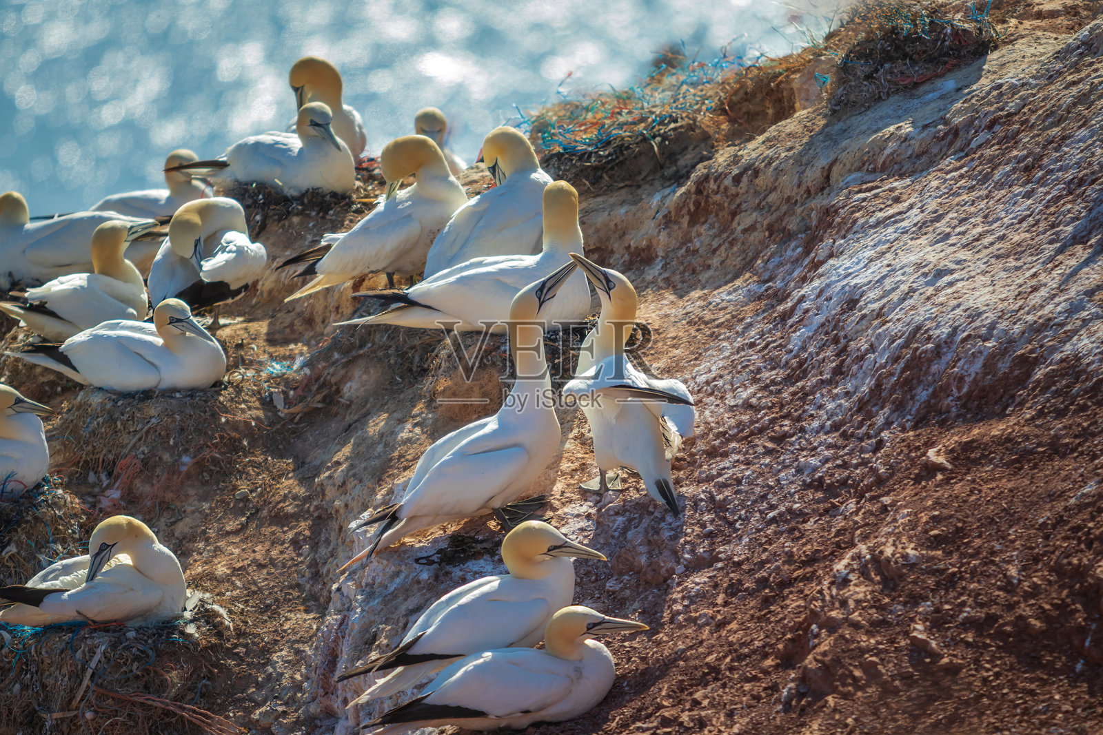 野生海鸟大黑头鸥 - Morus bassanus 在德国赫尔戈兰岛的一个栖息地中照片摄影图片