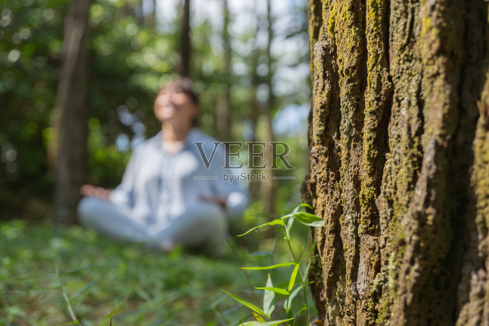一位年轻的亚洲女性穿着长袖衬衫和牛仔裤，正在晨光中坐在郁郁葱葱的松树林草地上冥想。照片摄影图片