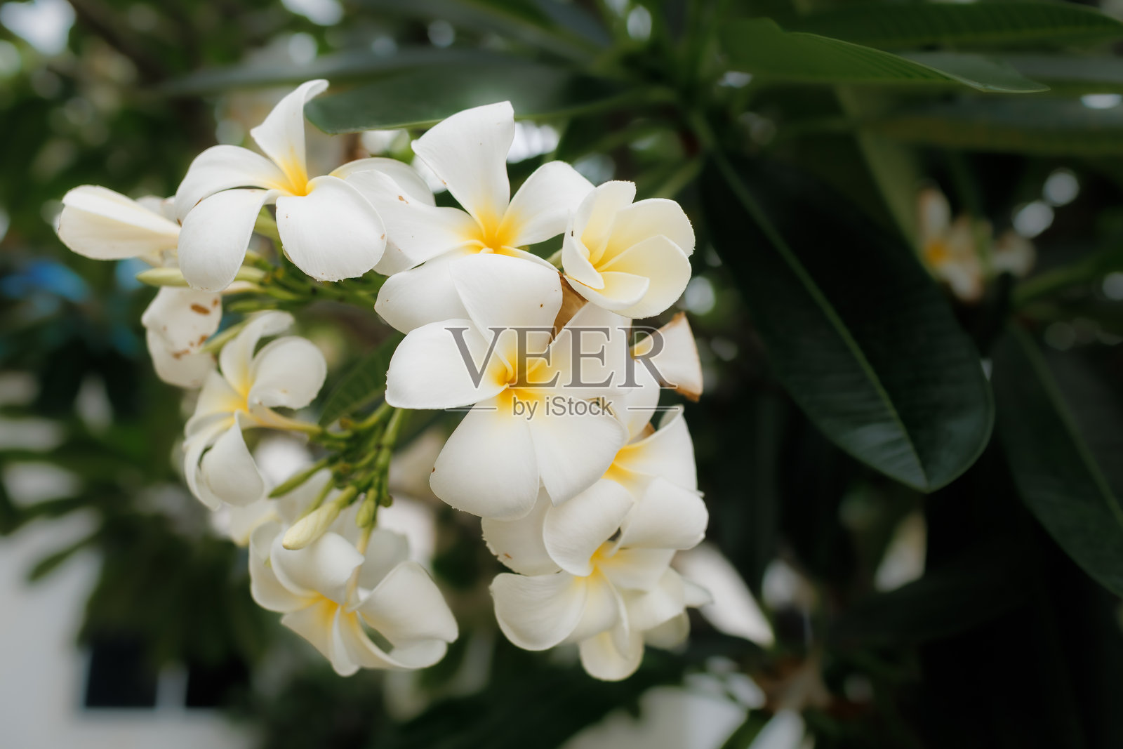白色的鸡蛋花在阳光下轻轻绽放，柔和的香气随温暖的热带微风飘散。照片摄影图片