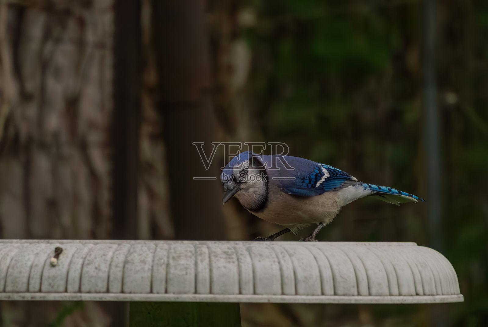 蓝松鸦照片摄影图片