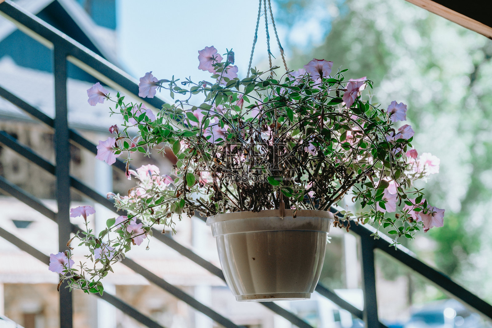 阳光明媚的日子里，悬挂的花盆上装饰着粉色花朵，位于楼梯旁的舒适户外环境中。照片摄影图片