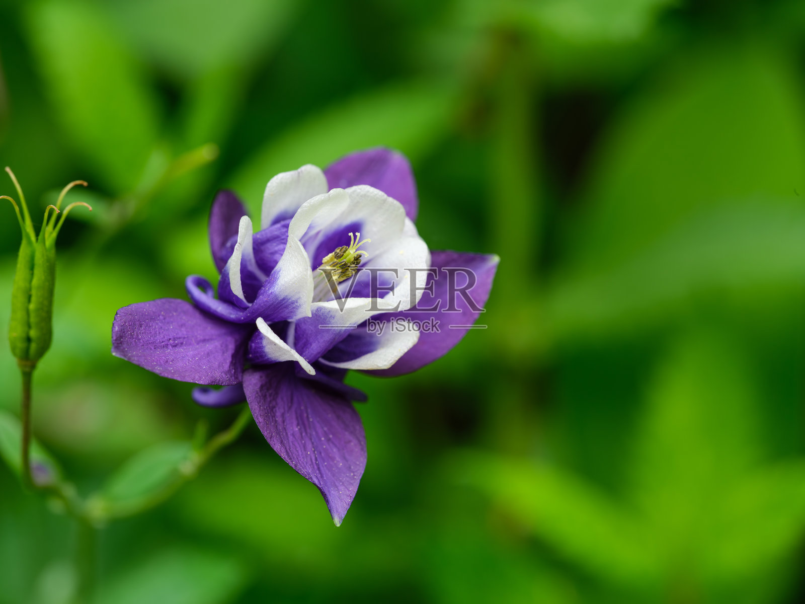 紫色的凤仙花在初夏盛开特写照片摄影图片