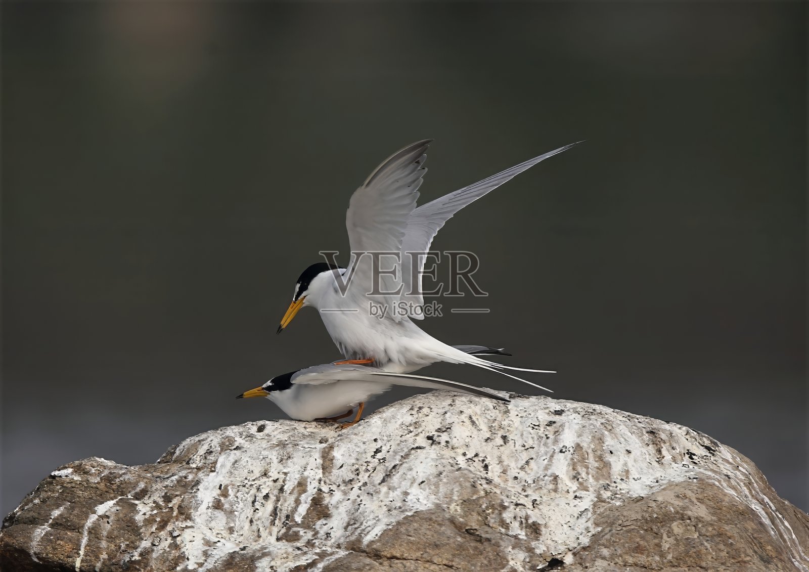 沙滩巢穴中的最小燕鸥与蛋照片摄影图片