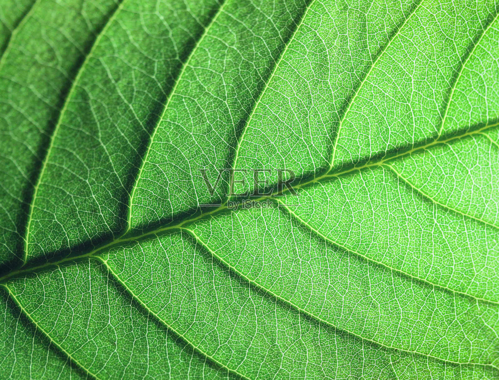 绿色叶子特写结构纹理照片摄影图片