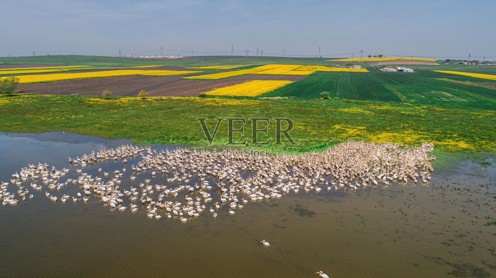土耳其巴勒克西尔的埃贝尔湖，白鹈鹕在水中嬉戏的无人机航拍视角。照片摄影图片
