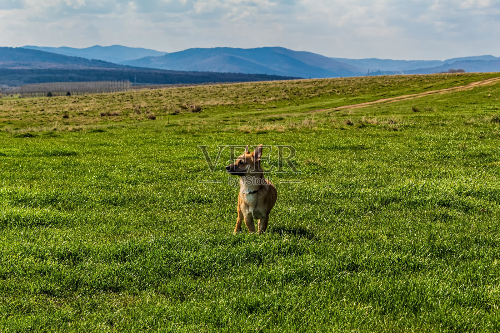 森林，喀尔巴阡山脉，自然照片 - 欧洲，东欧，罗马尼亚照片摄影图片