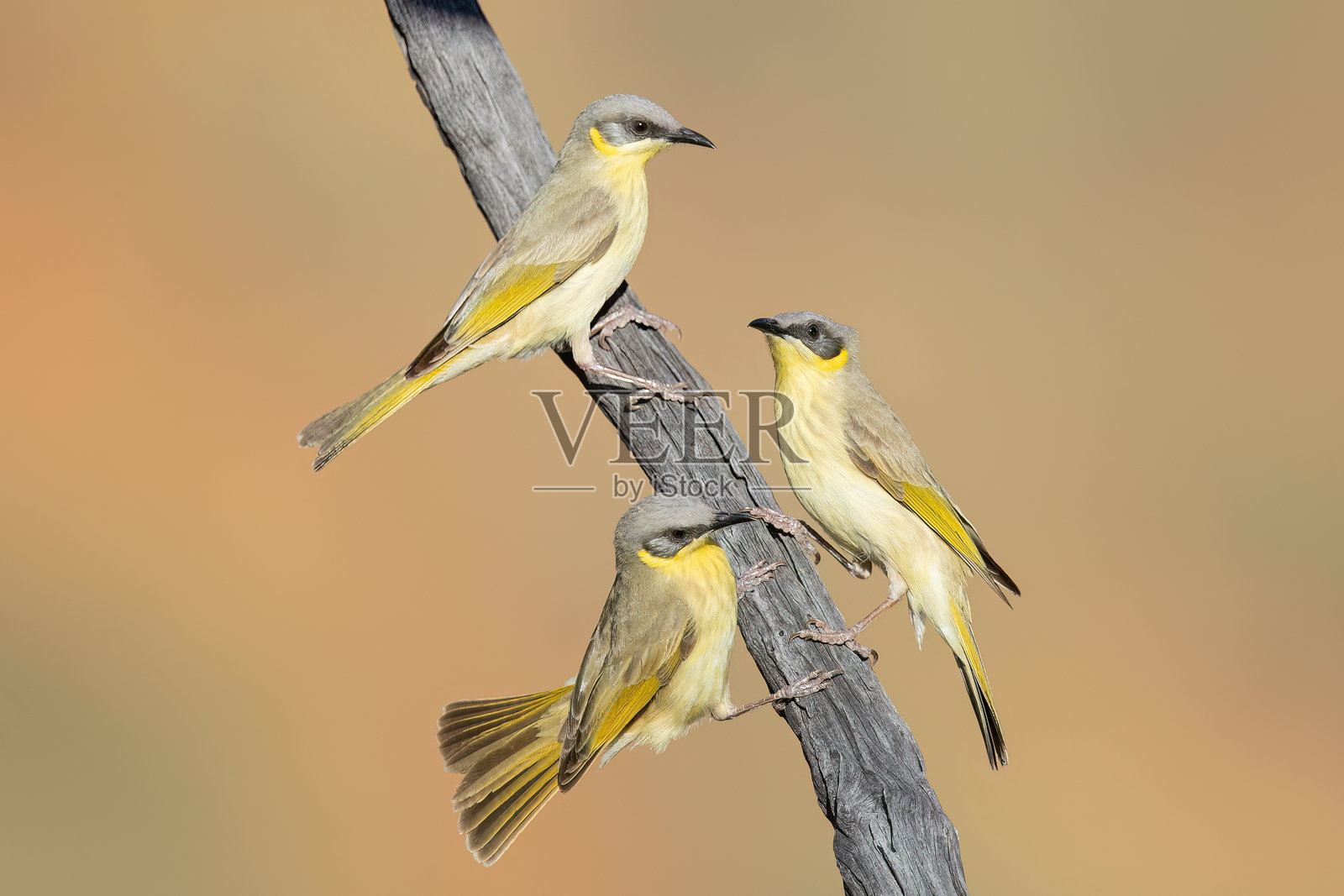 灰头蜜雀 (Ptilotula keartlandi)照片摄影图片