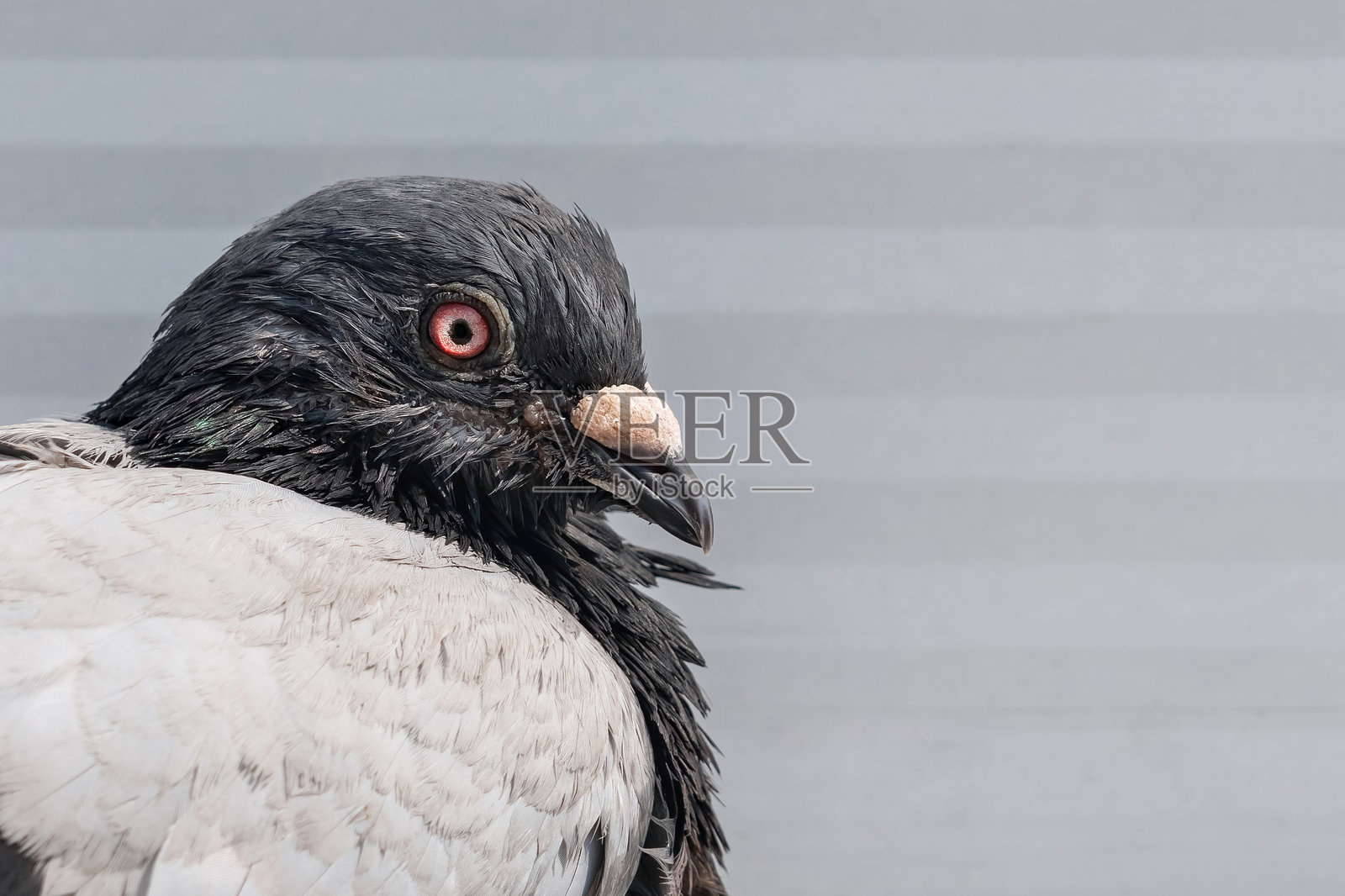 鸽子的肖像。鸟的头部在灰色背景上。动物的红色眼睛。照片摄影图片