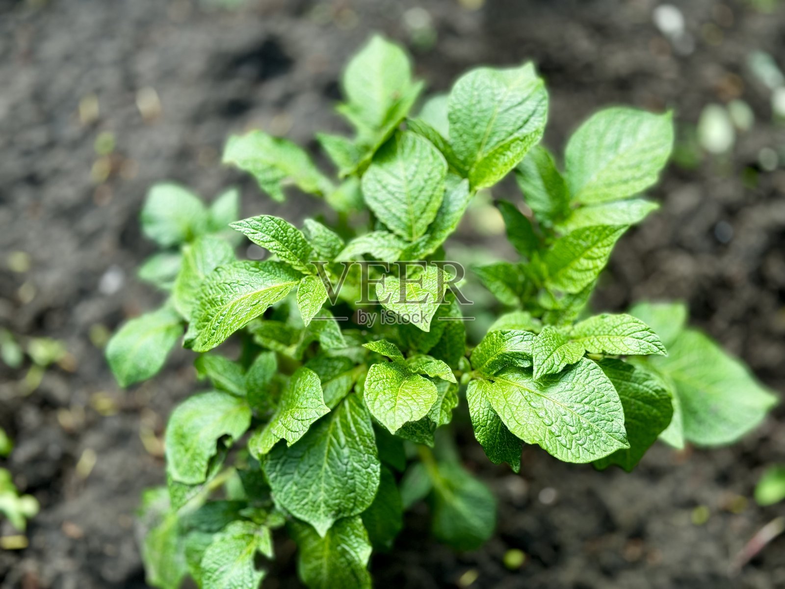 土壤中生长的马铃薯特写镜头照片摄影图片