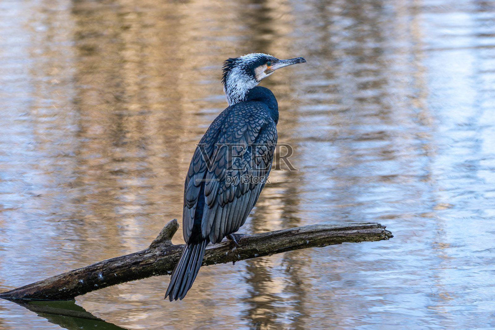 大鸬鹚，学名为Phalacrocorax carbo，栖息在树枝上照片摄影图片