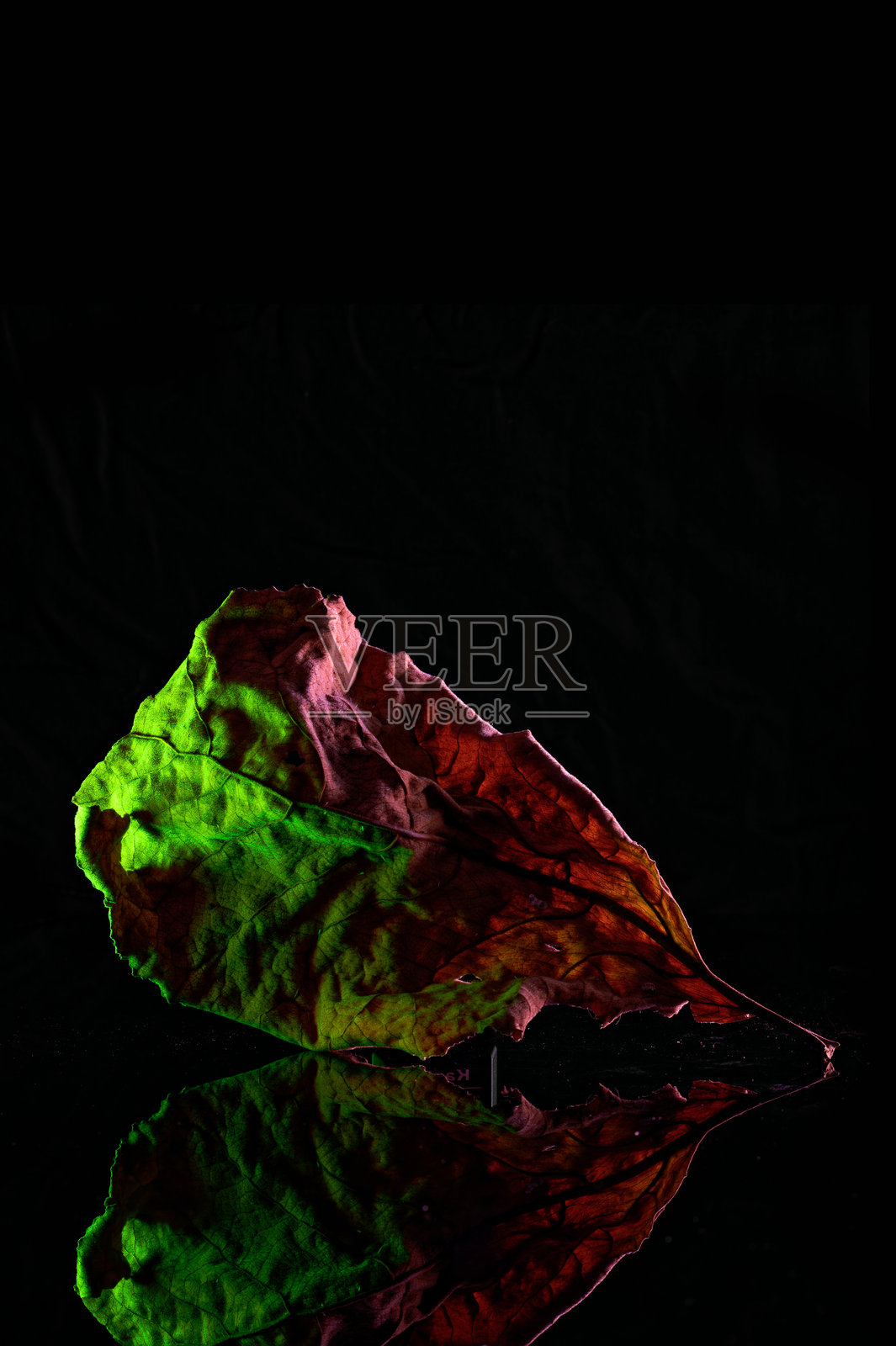 一片被不同颜色照亮的叶子照片摄影图片