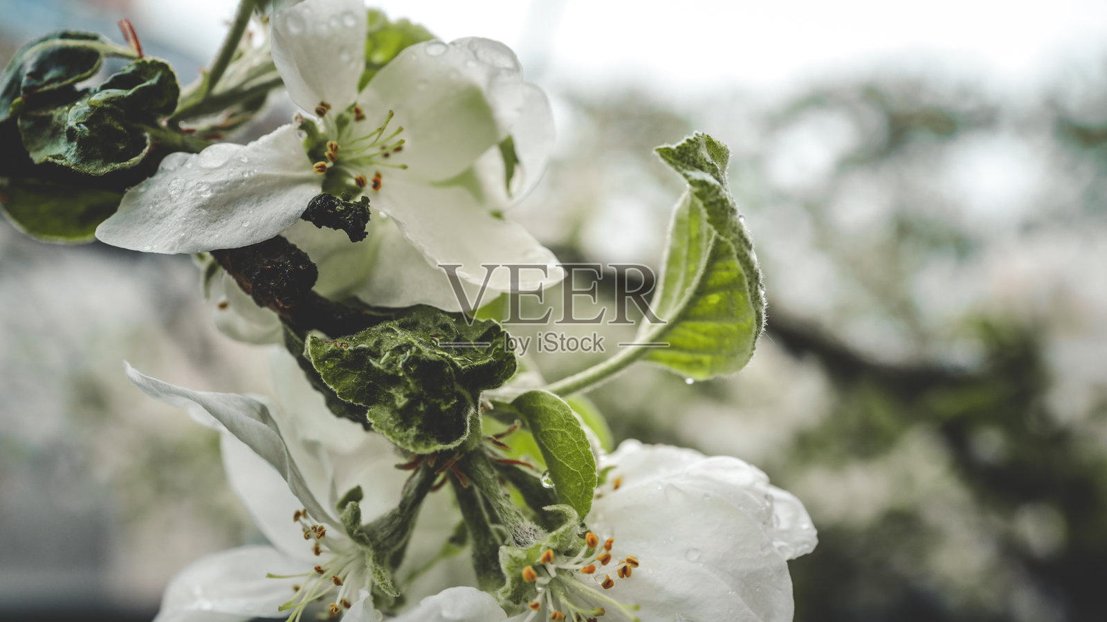 白色苹果花的特写，花瓣上沾有雨后水珠，拍摄于柔和的自然光下照片摄影图片