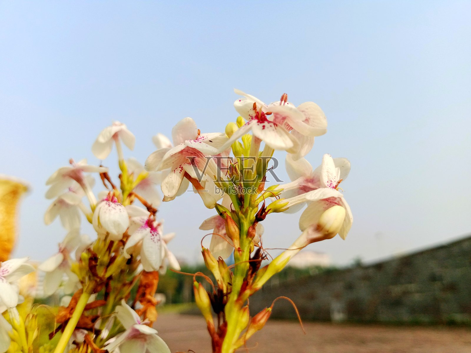 茉莉伪紫葳植物照片摄影图片