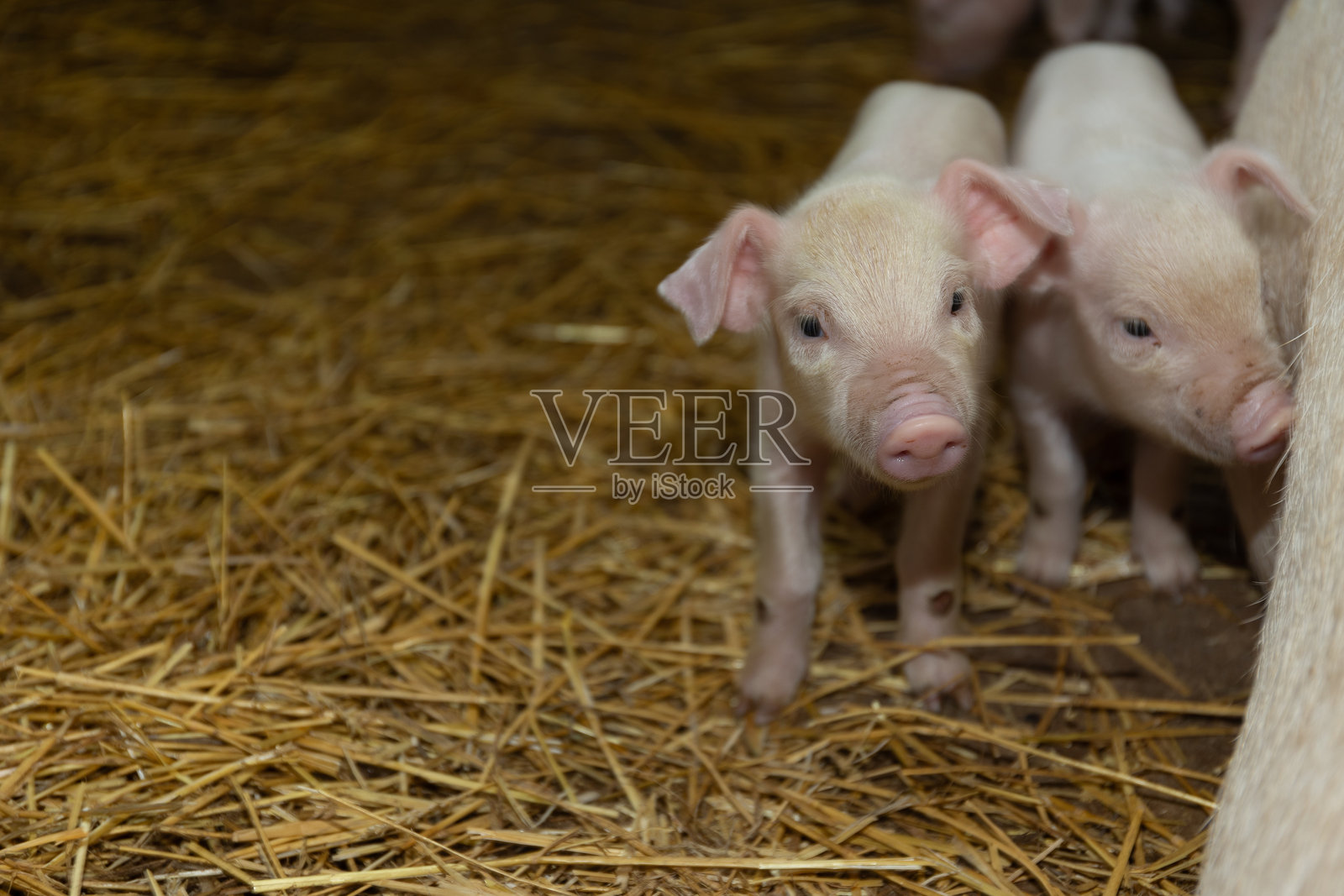 可爱的小猪仔们今天在农场的稻草床上快乐地玩耍。照片摄影图片