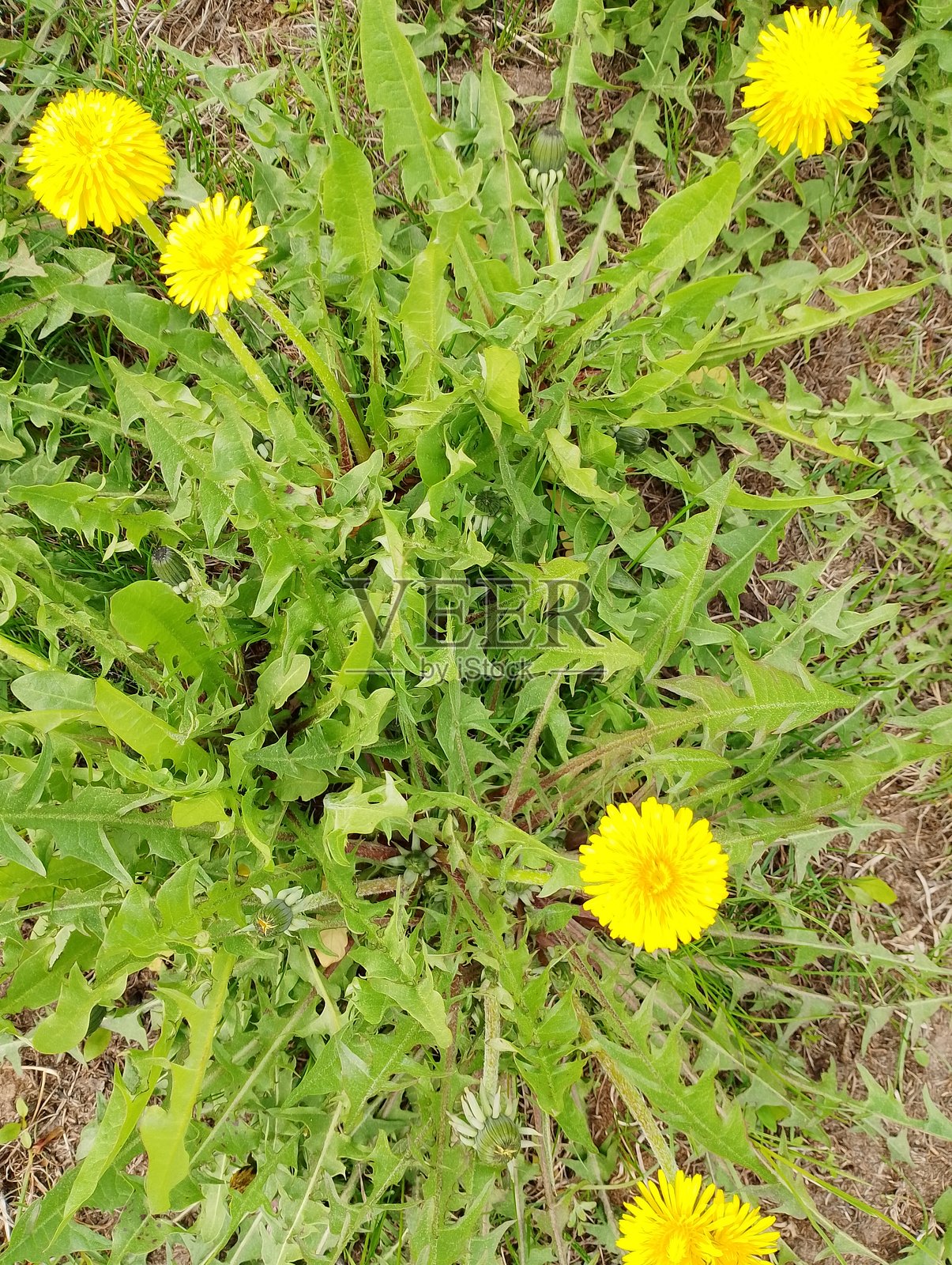 黄色花朵的照片照片摄影图片