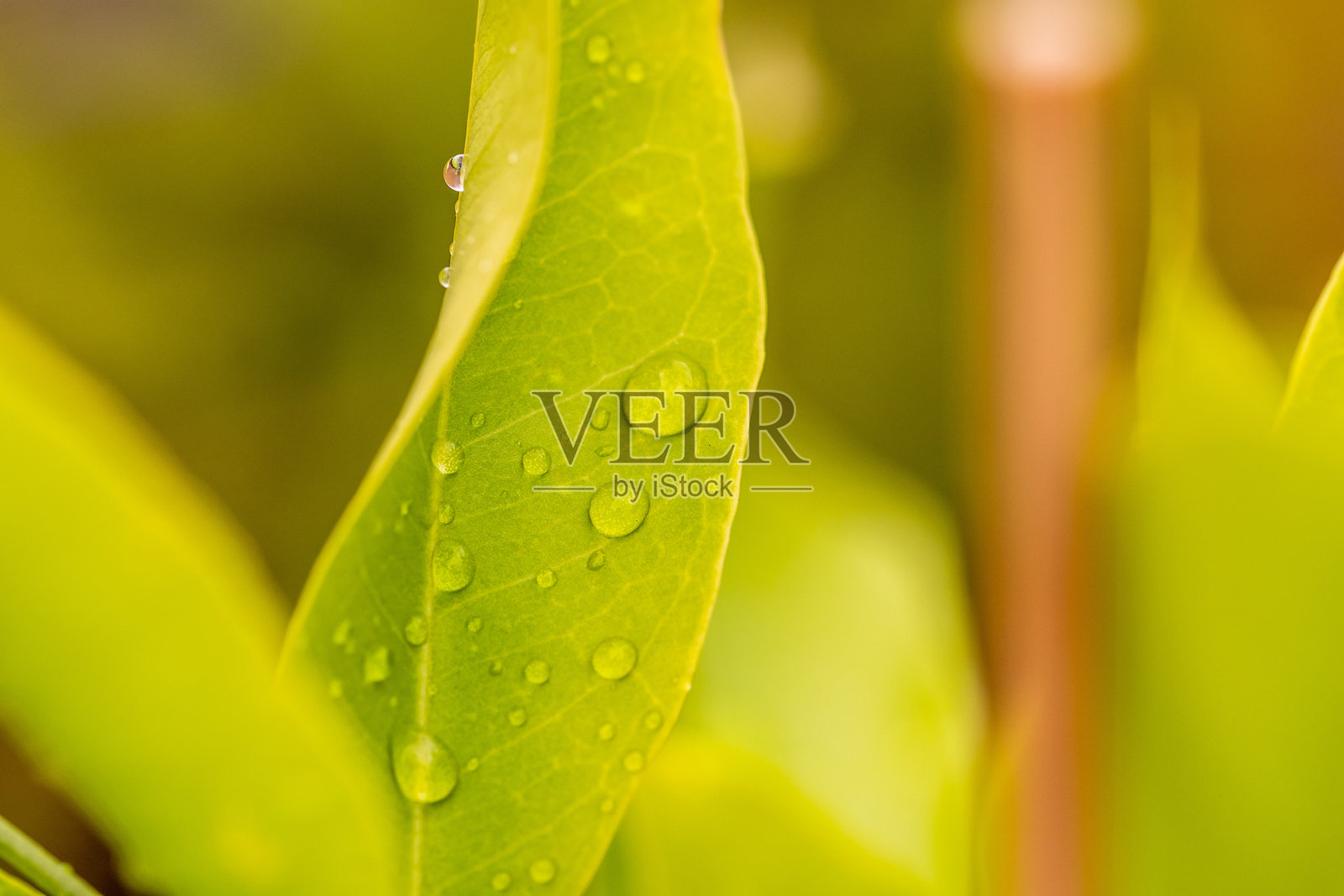 作物上的水滴照片摄影图片