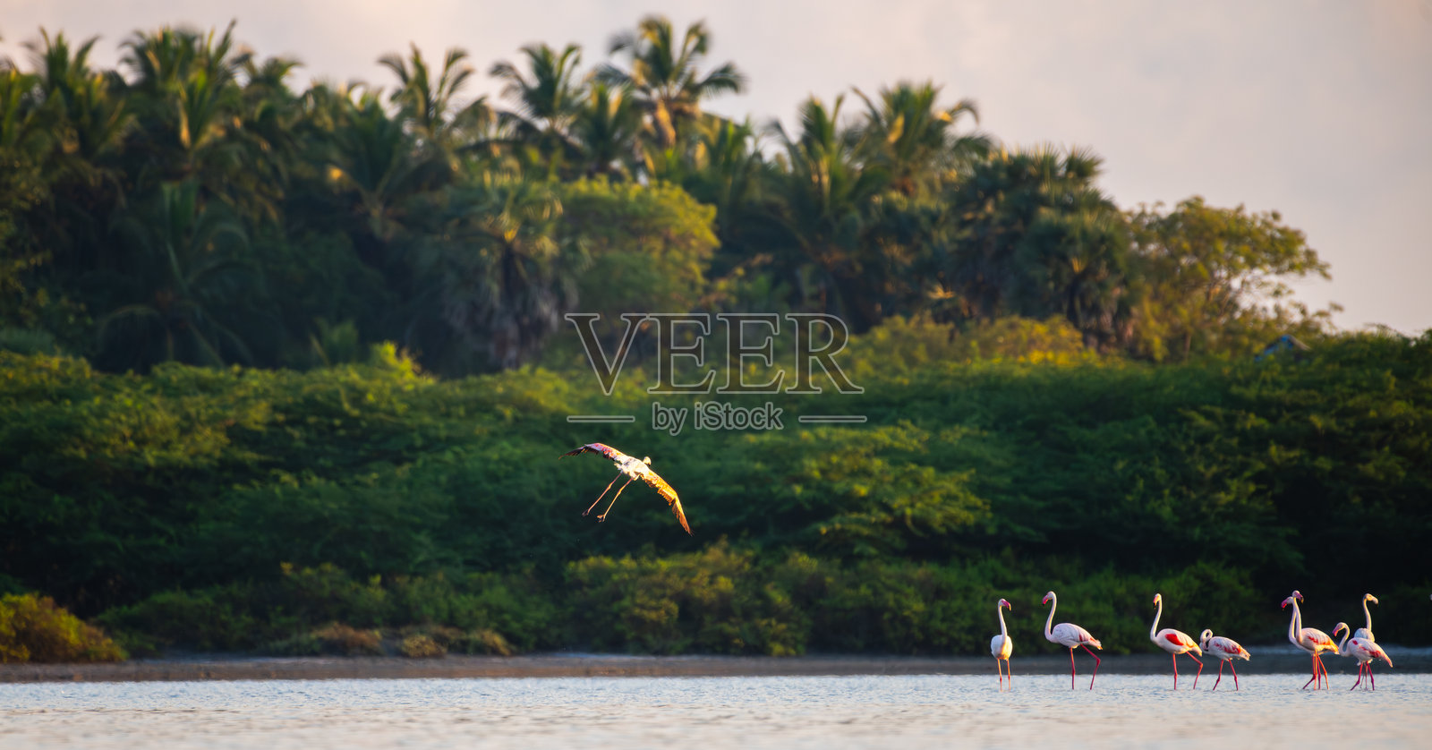 粉色火烈鸟加入优雅地在斯里兰卡曼纳尔的浅水中涉水的鸟群，背景是郁郁葱葱的绿意，低角度拍摄。照片摄影图片