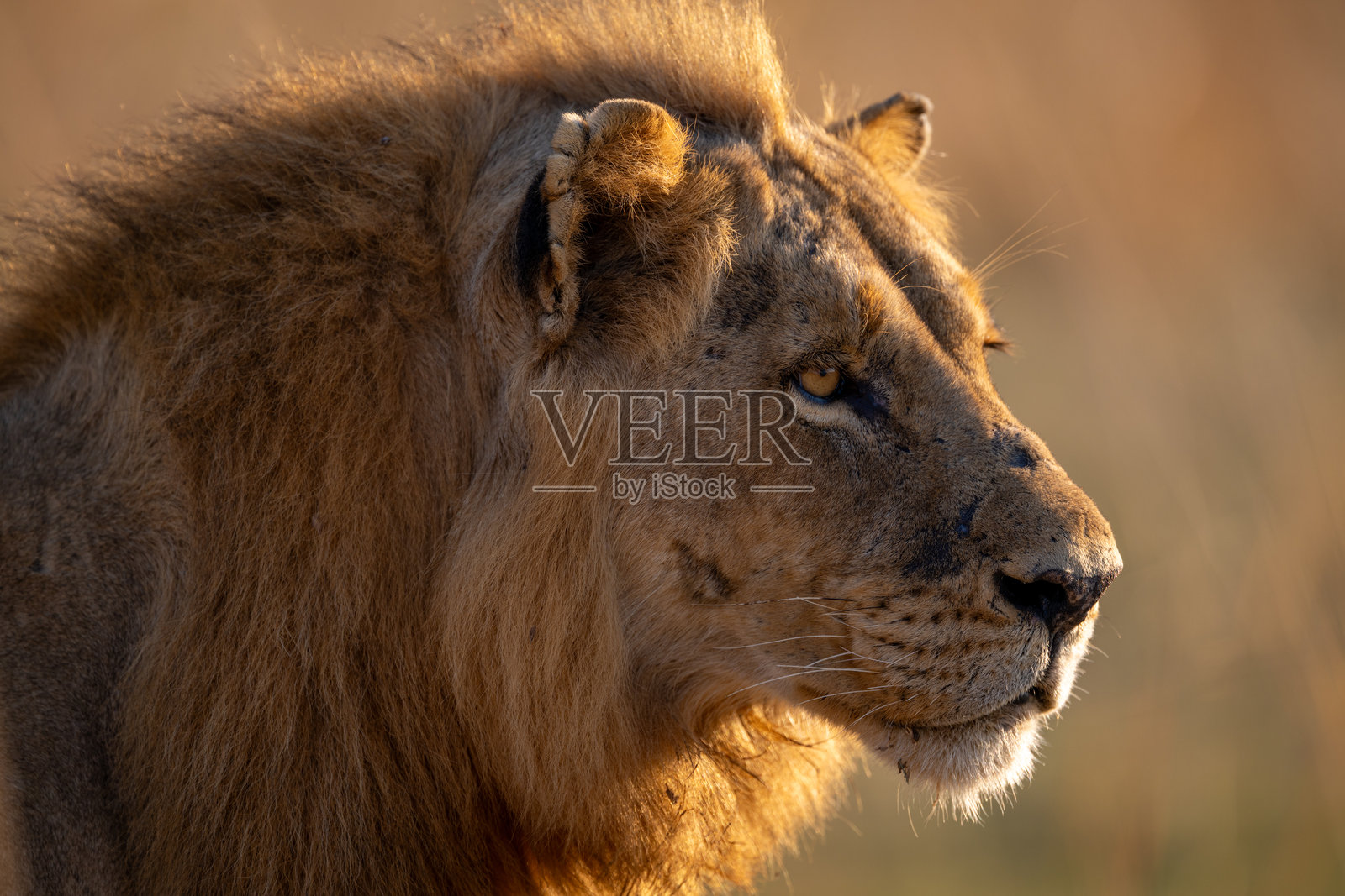 受伤面孔的雄狮特写镜头照片摄影图片