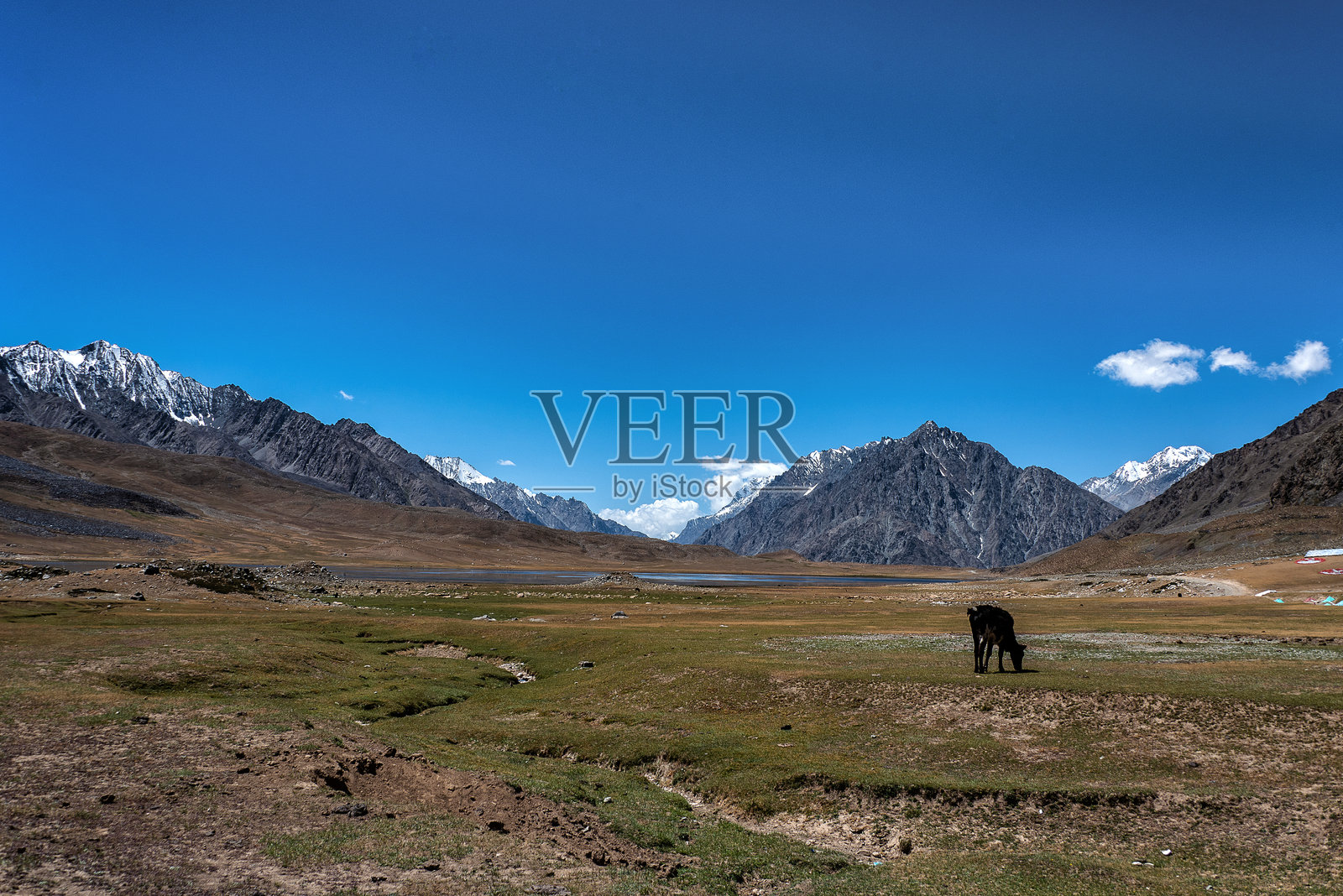 一头牛在巴基斯坦北部的卡拉巴尔湖（也称为库鲁姆巴尔湖）旁的绿草地上吃草，背景是雪山耸立的喜马拉雅山脉。照片摄影图片