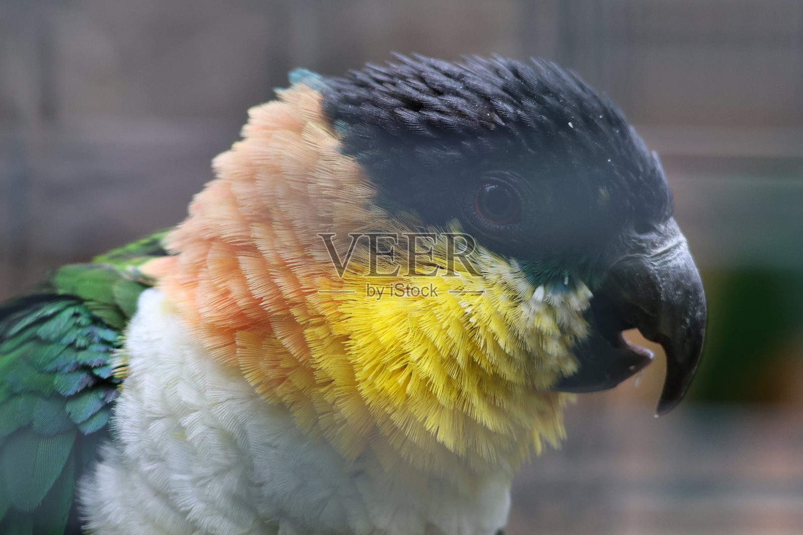 色彩斑斓的鸟类肖像照片摄影图片