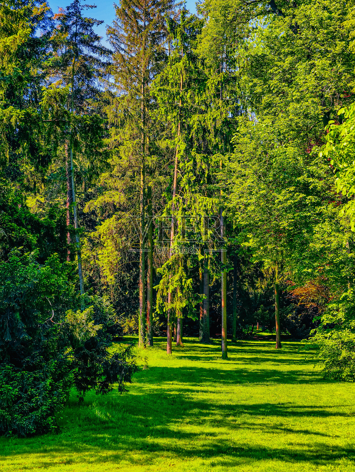 风景如画的森林空地，耸立着高大雄伟的树木和郁郁葱葱的绿草，提供宁静清新的自然景观，非常适合自然漫步和放松。照片摄影图片