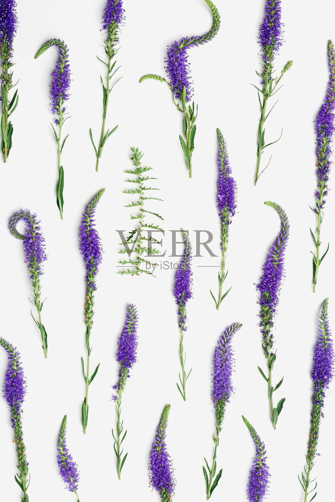 自然野花的俯视图图案，白色背景上的盛开花卉，特写细节，简约构图。精致的草地花朵，春夏花卉概念，植物美学。照片摄影图片