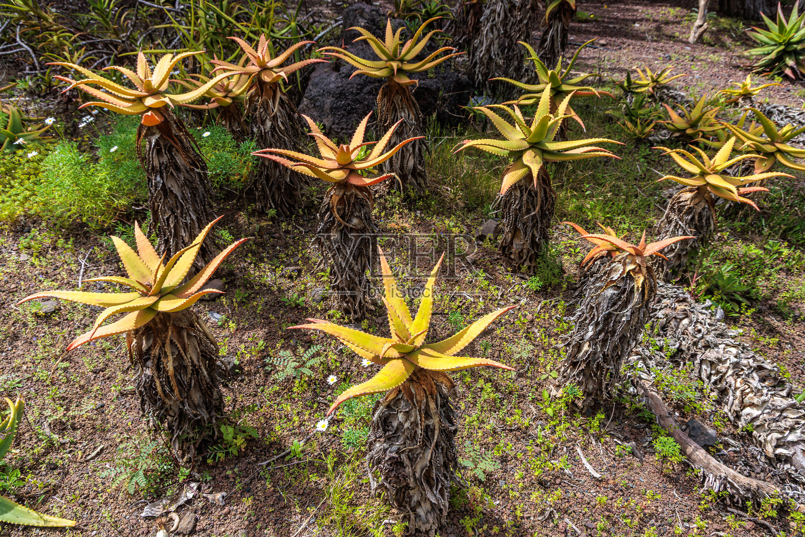 大加那利岛维埃拉与克拉维霍植物园照片摄影图片
