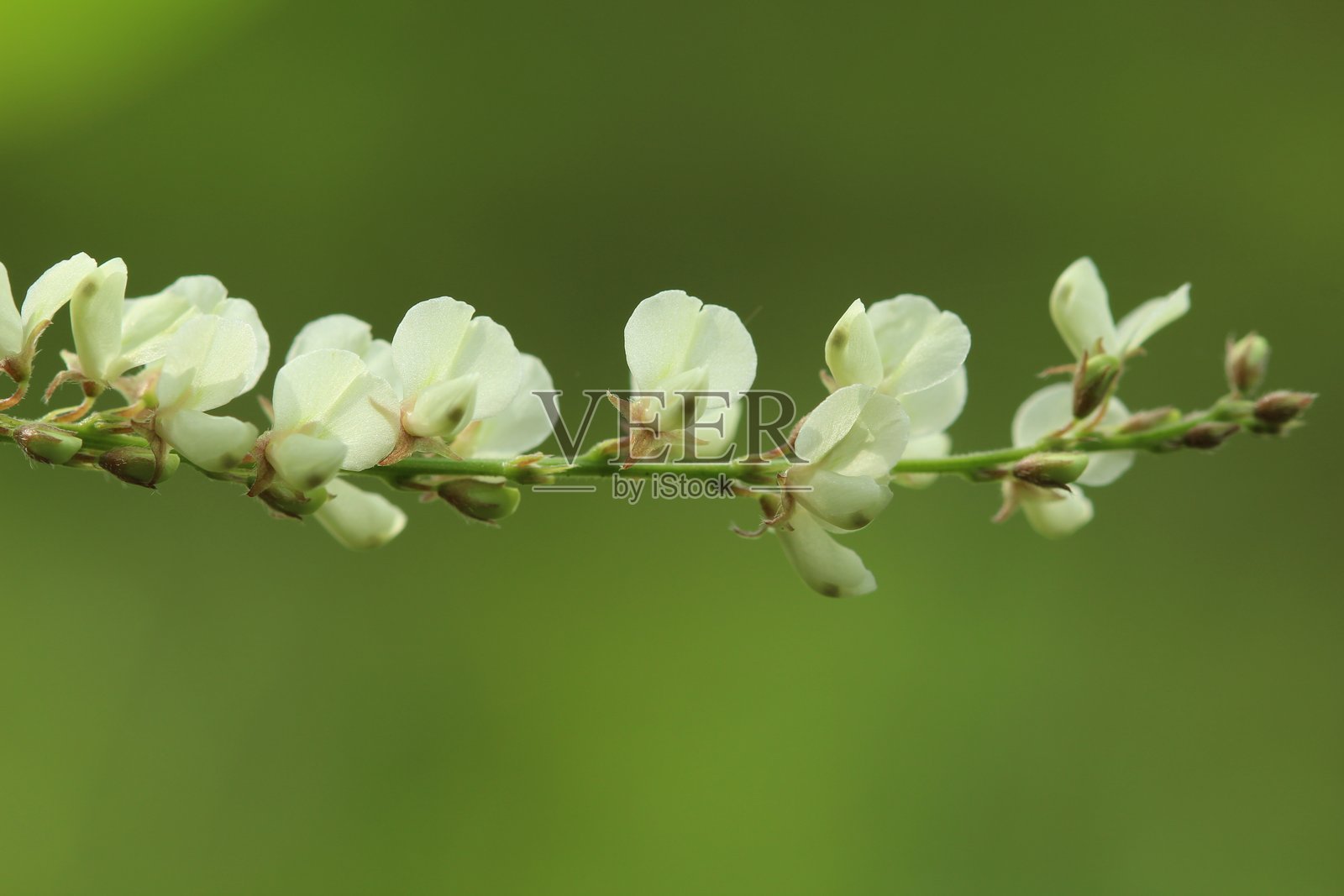 Pleurolobus gangeticus照片摄影图片
