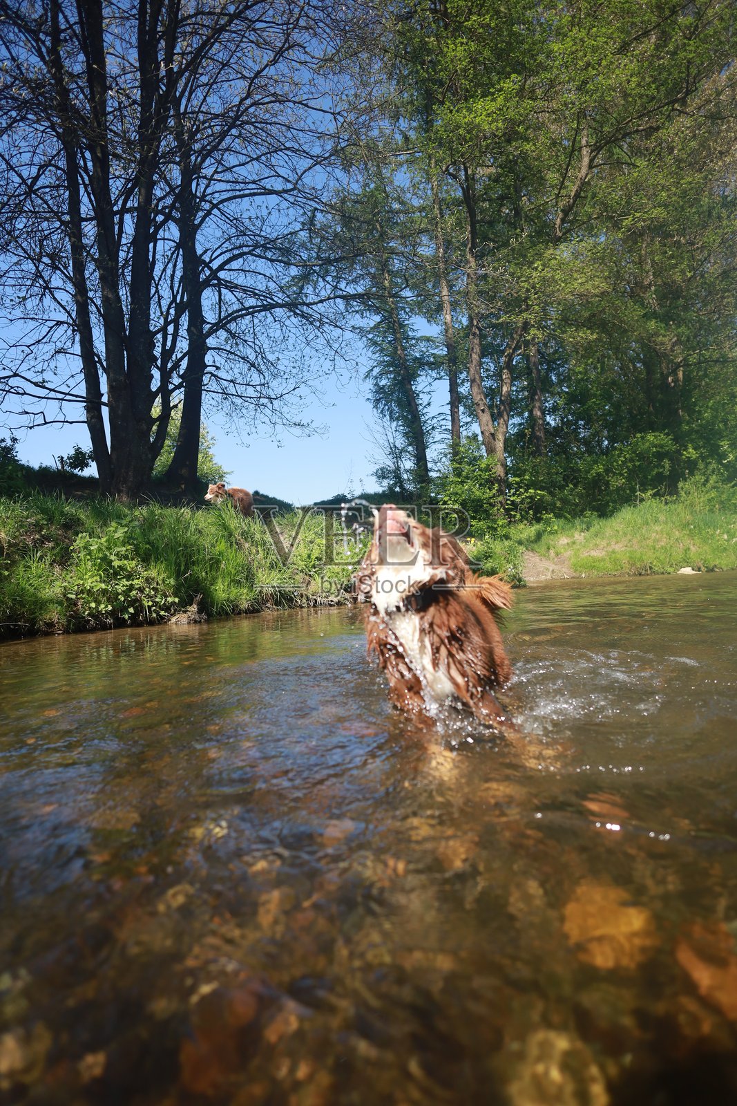 狗在河里玩耍，溅起水花，玩得很开心照片摄影图片