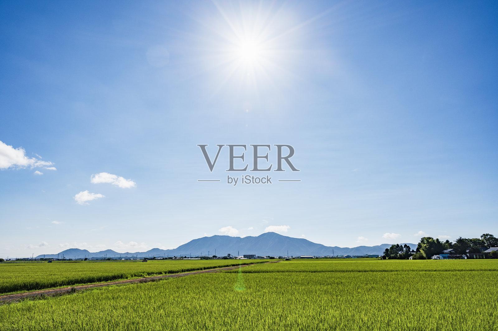 稻田与蓝天，背景是八彦山照片摄影图片