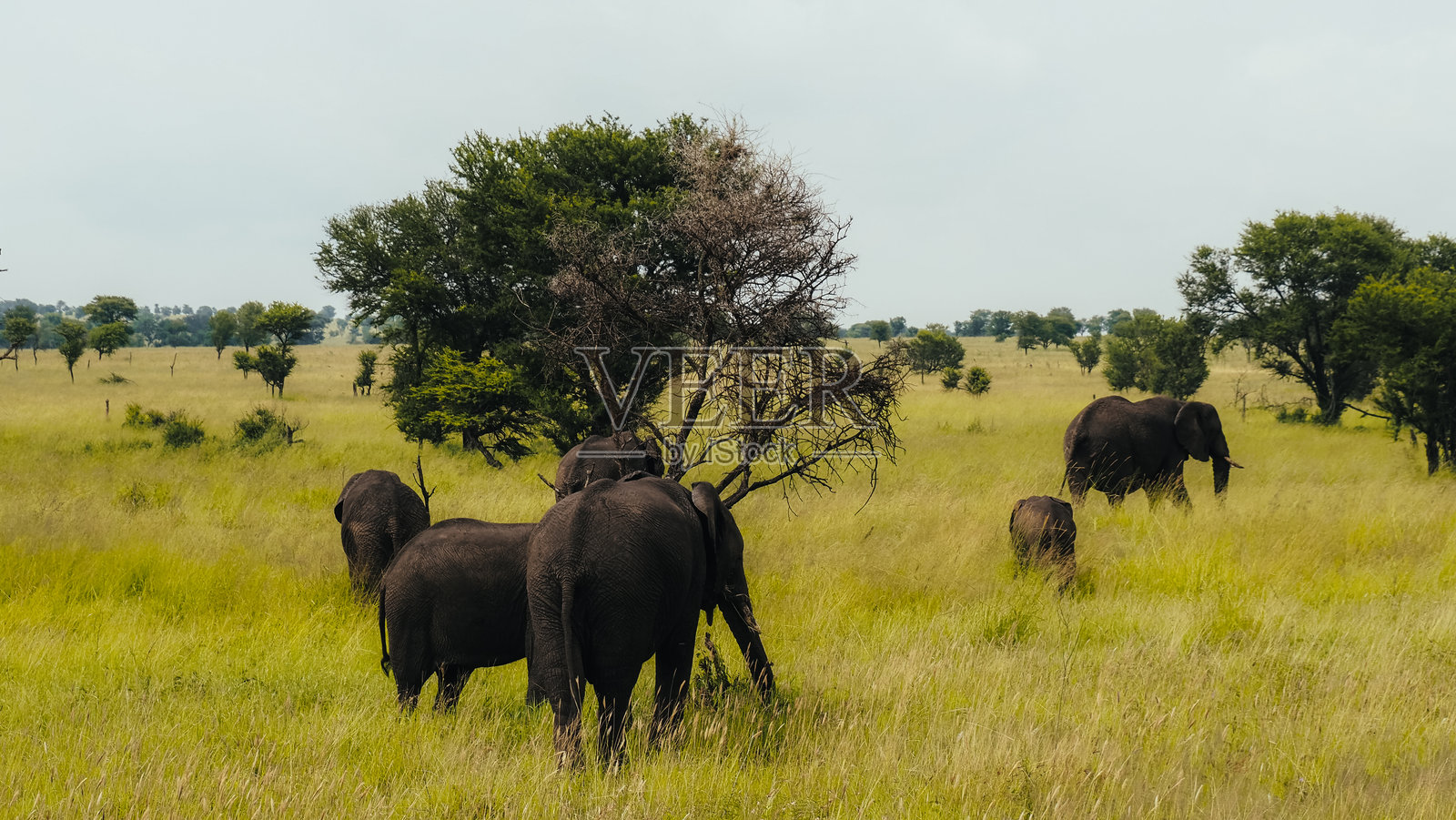 坦桑尼亚塞伦盖蒂国家公园的象群照片摄影图片