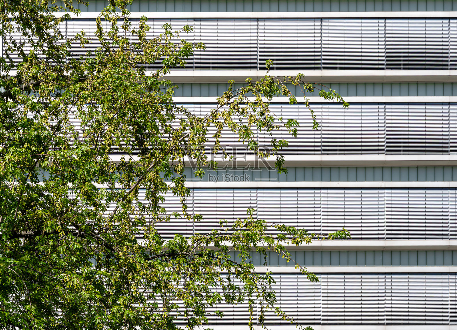 一棵树在现代办公楼前，窗帘拉上。照片摄影图片