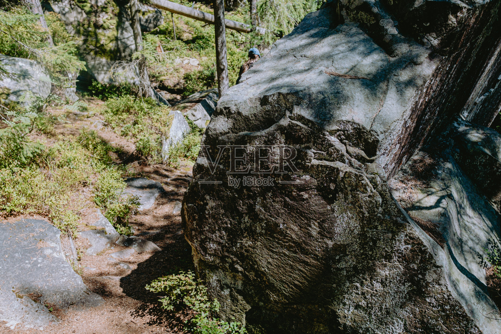 一名攀岩者在阳光明媚、天空晴朗的白天，穿越森林中的一块大型花岗岩巨石。照片摄影图片