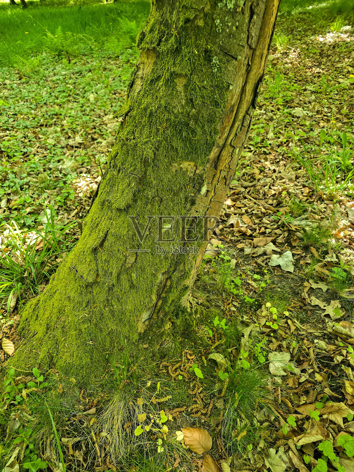 自然森林环境中的树桩和树皮纹理照片摄影图片