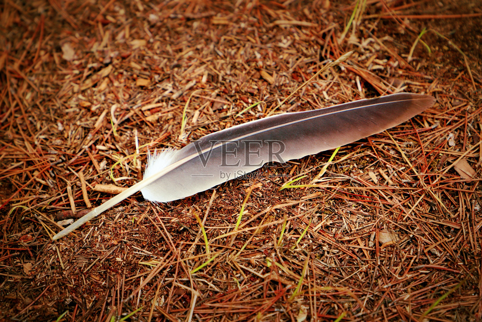 森林地面上躺着一根鸟羽。照片摄影图片