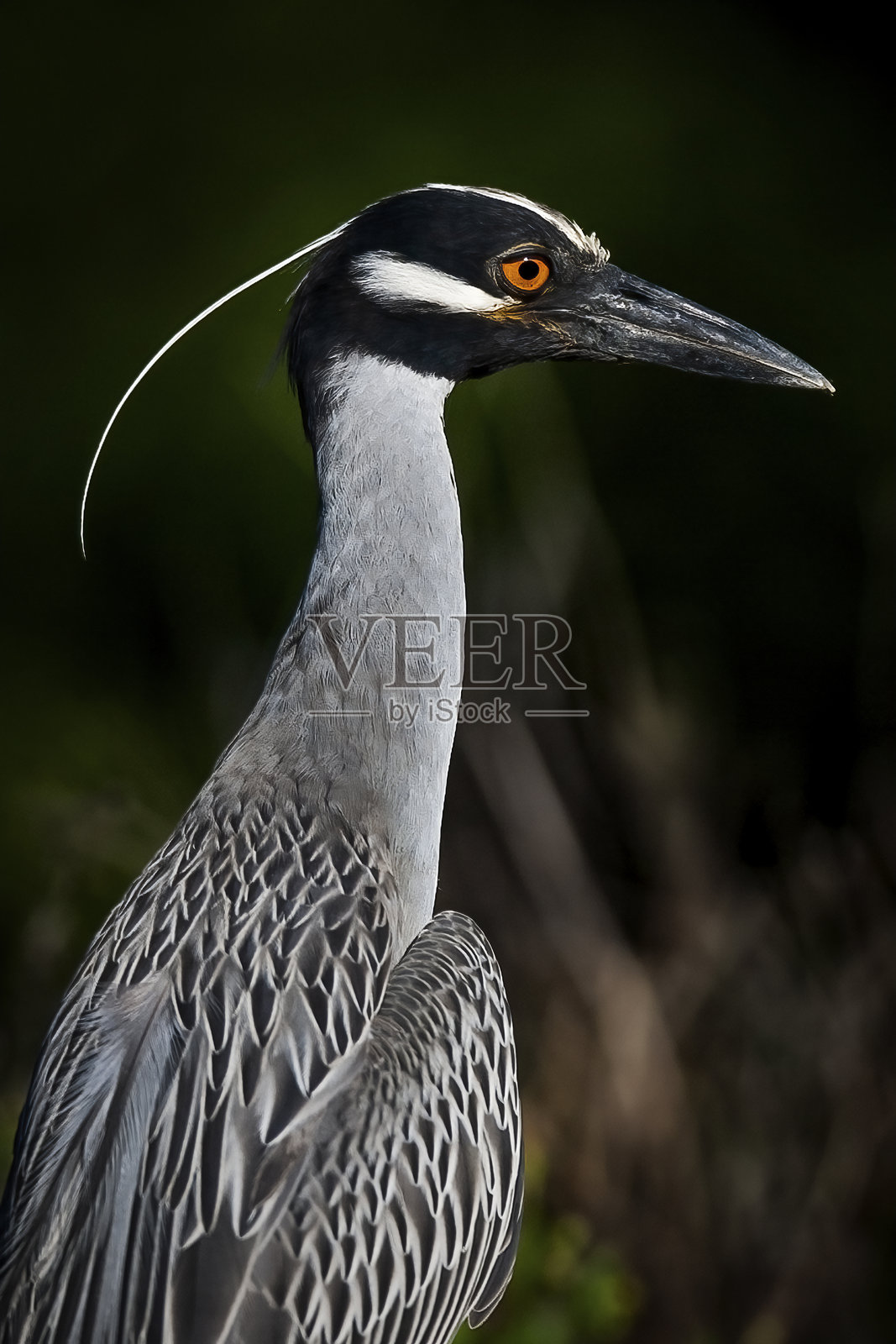 黄冠夜鹭特写，向右侧望去照片摄影图片