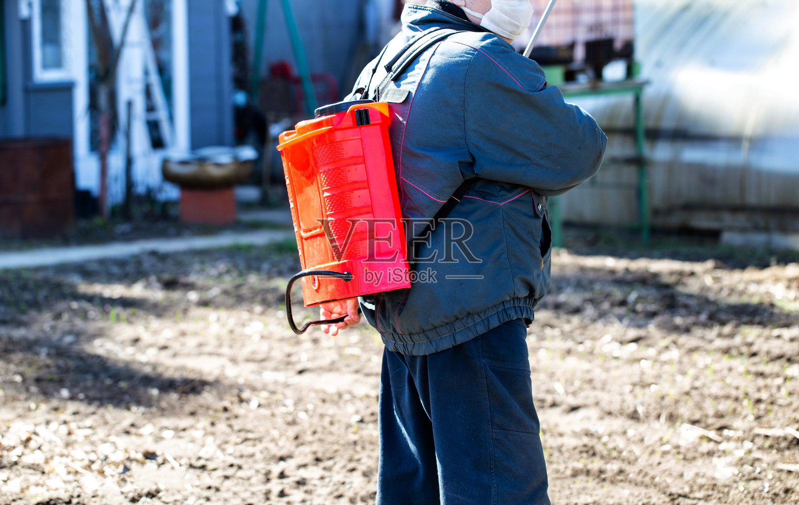 一位男性园丁在春天用红色电动喷雾器给灌木喷洒防虫剂，背景。照片摄影图片