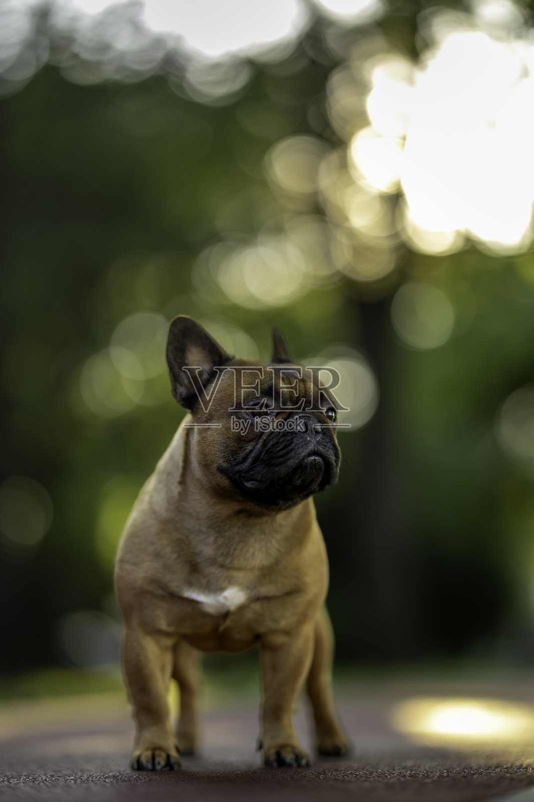 公园里的一只狗，背景模糊而美丽照片摄影图片