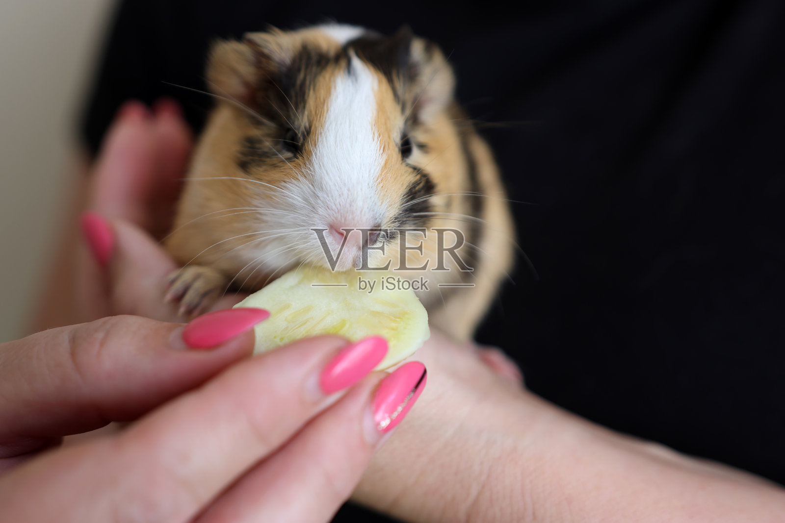 人们照顾并与豚鼠玩耍。照片摄影图片