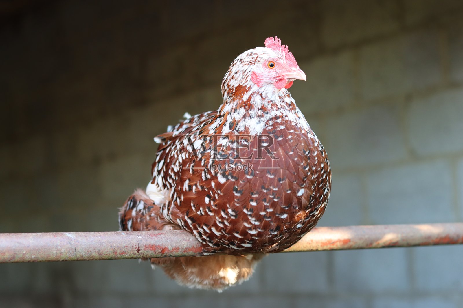 棕白相间的斑点母鸡栖息在谷仓里照片摄影图片