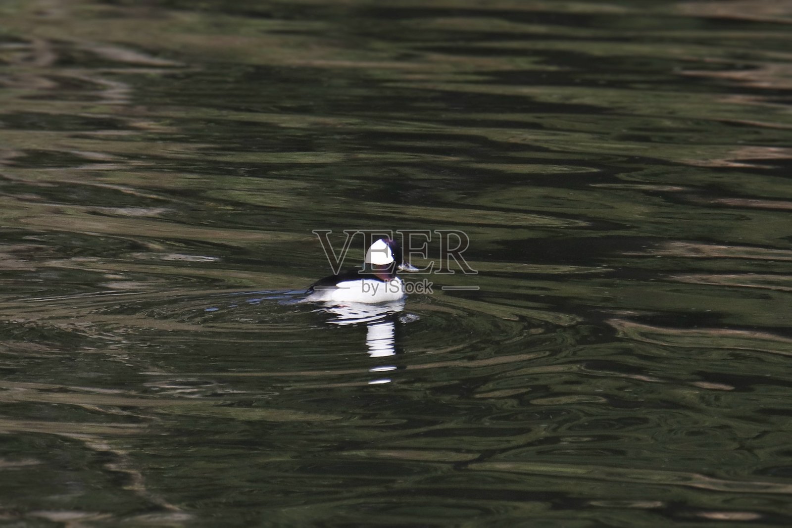 雄性白头潜鸭（bucephala albeola）在色彩斑斓的池塘中游泳照片摄影图片