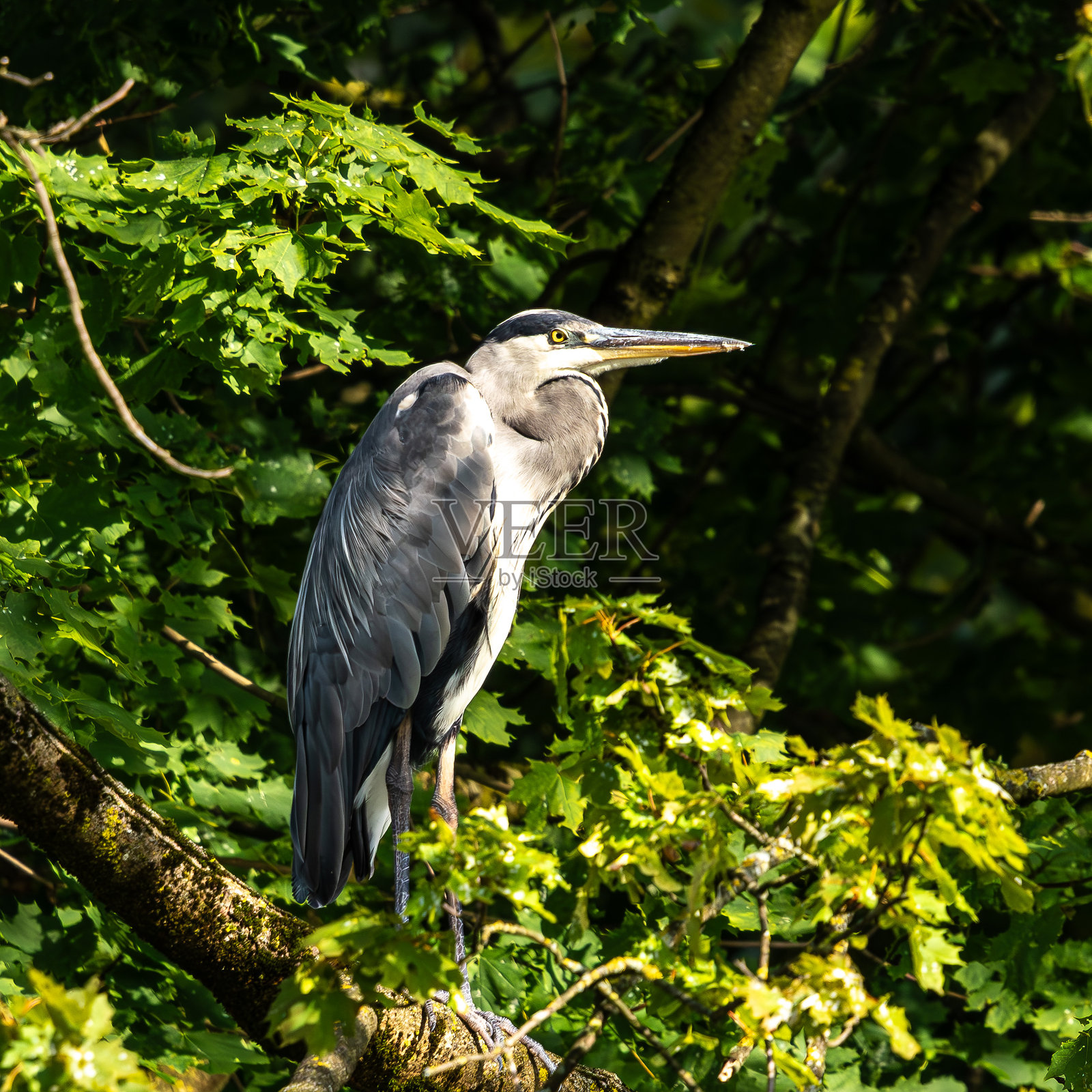灰鹭（Ardea cinerea）坐在树枝上四处张望照片摄影图片