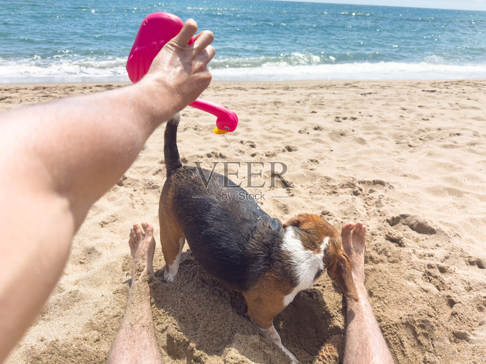 男人在海滩上用粉色火烈鸟浇水壶给比格犬降温的视角照片摄影图片
