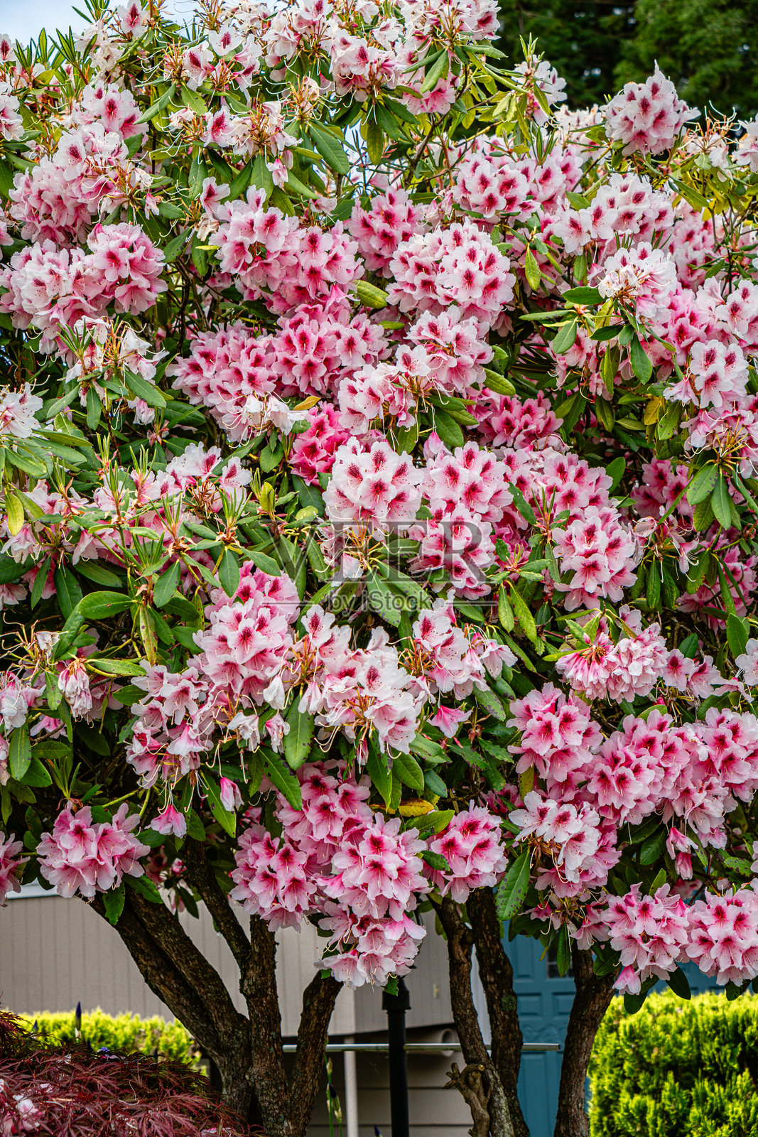 杜鹃花灌木特写照片摄影图片