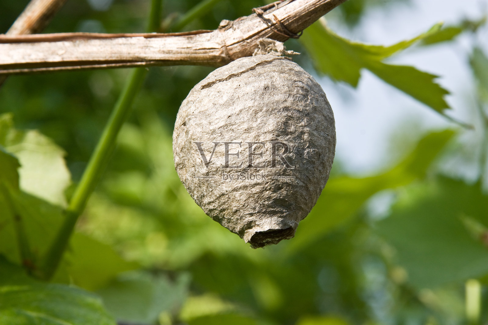 房地产黄蜂照片摄影图片